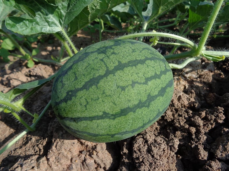 Fruit Cultivation