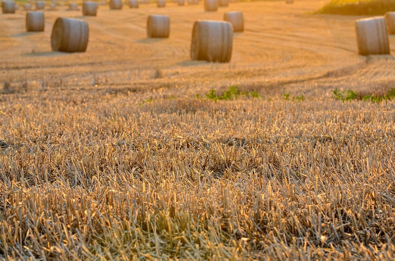 Harvest Sharing